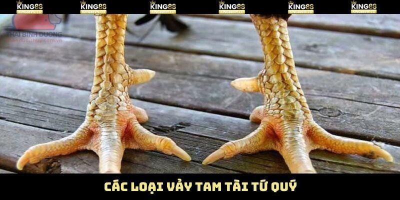 Vảy Tam Tài Tứ Quý – Bí Kíp Chọn Chiến Kê Hiệu Quả Từ King88 3 Những dạng vảy tam tài, tứ quý phổ biến nên nắm