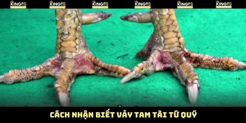 Vảy Tam Tài Tứ Quý – Bí Kíp Chọn Chiến Kê Hiệu Quả Từ King88 4 Cách nhận biết gà chiến có vảy tam tài tứ quý