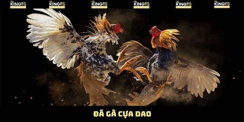 Đá Gà Cựa Dao King88 - Trận Đấu Kịch Tính Đến Từng Giây