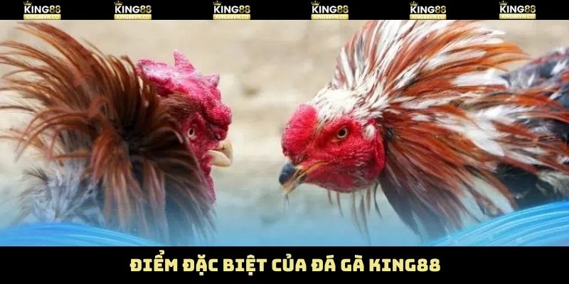 Ưu điểm riêng biệt chỉ có tại đá gà King88