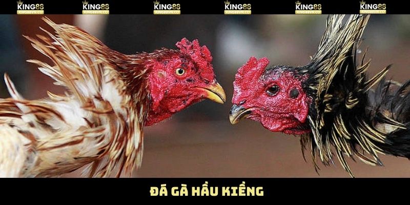 Gà Đá Hầu Kiềng - Đòn Lối Thực Chiến Vượt Trội Ở King88