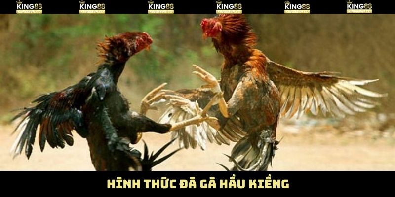 Gà Đá Hầu Kiềng - Đòn Lối Thực Chiến Vượt Trội Ở King88 3 Những hình thức chọi của gà đá hầu kiềng