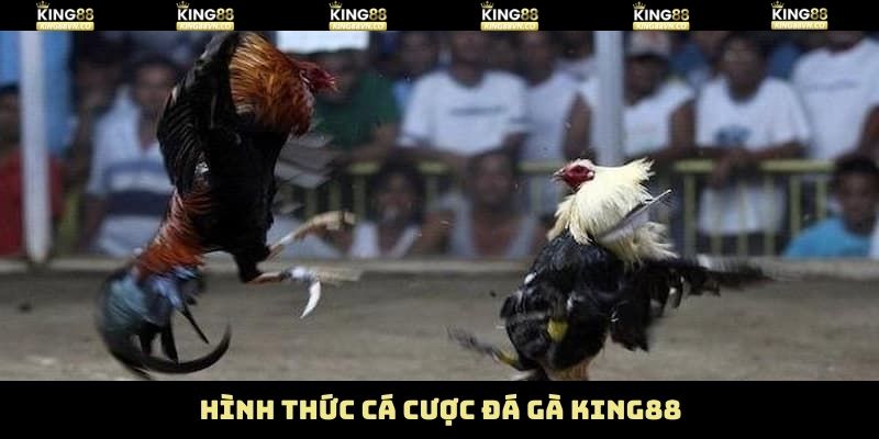 Một vài hình thức đá gà King88 nổi trội nhất