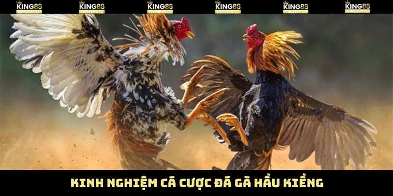 Gà Đá Hầu Kiềng - Đòn Lối Thực Chiến Vượt Trội Ở King88 4 Mẹo chọn gà đá hầu kiềng chuẩn nhất hiện nay