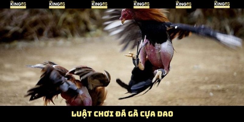 Đá Gà Cựa Dao King88 - Trận Đấu Kịch Tính Đến Từng Giây 3 Luật tham gia đá gà cựa dao King88