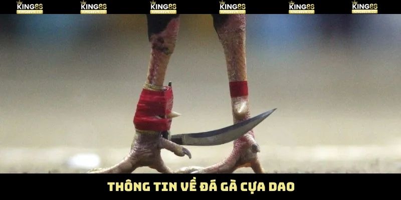Đá Gà Cựa Dao King88 - Trận Đấu Kịch Tính Đến Từng Giây 2 Một vài nội dung cơ bản về hình thức chọi kê cựa dao