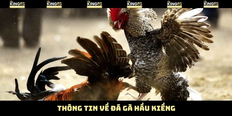 Gà Đá Hầu Kiềng - Đòn Lối Thực Chiến Vượt Trội Ở King88 2 Những thông tin liên quan đến chiến kê hầu kiềng