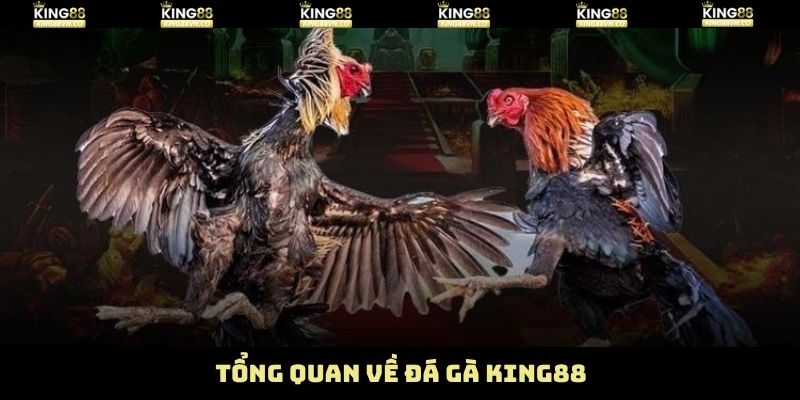 Đôi nét giới thiệu đến sảnh chơi chọi gà King88
