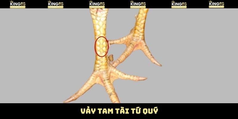 Vảy Tam Tài Tứ Quý – Bí Kíp Chọn Chiến Kê Hiệu Quả Từ King88