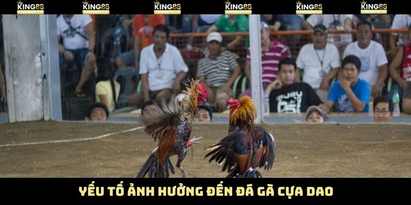 Đá Gà Cựa Dao King88 - Trận Đấu Kịch Tính Đến Từng Giây 4 Một số yếu tố tác động tới trận đấu chọi kê cựa dao